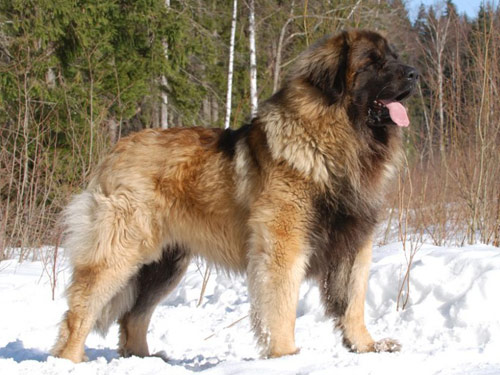 Leonberger dog pictures