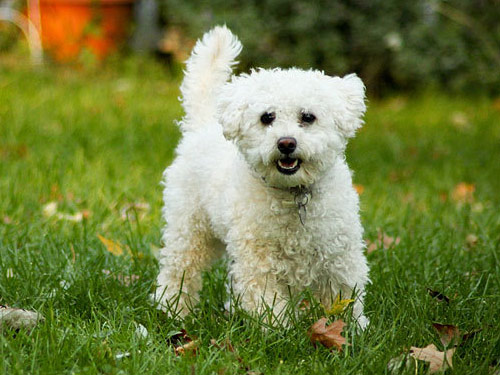 Lhasapoo dog