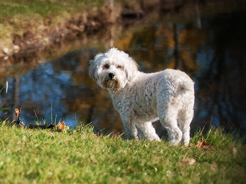 Lhasapoo dog pictures