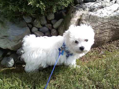 Mal-Shi - Malshi dog