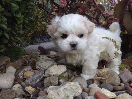 Mal-Shi - Malshi dog