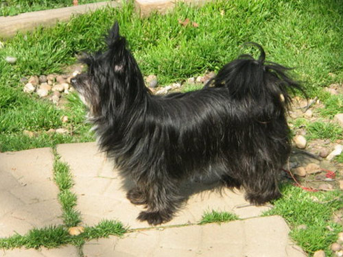 Malti Pom - Maltipom dog pictures