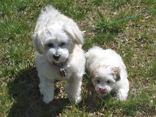 Malti Pom - Maltipom dog pictures