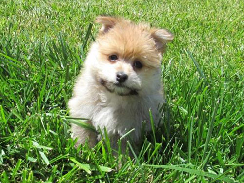Malti Pom - Maltipom dog pictures