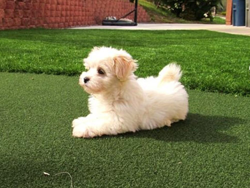 Malti Poo - Maltipoo dog