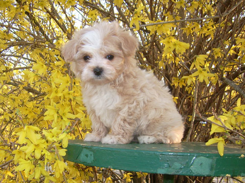 Malti Poo - Maltipoo dog pictures