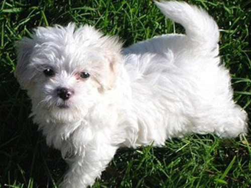 Malti Poo - Maltipoo dog pictures