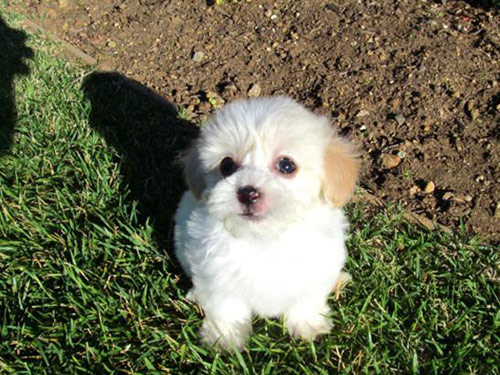 Malti Poo - Maltipoo dog