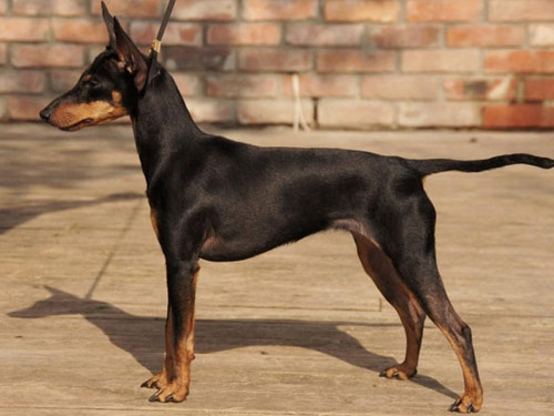 Manchester Terrier  Toy dog