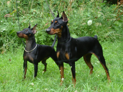 Manchester Terrier  Toy dog pictures