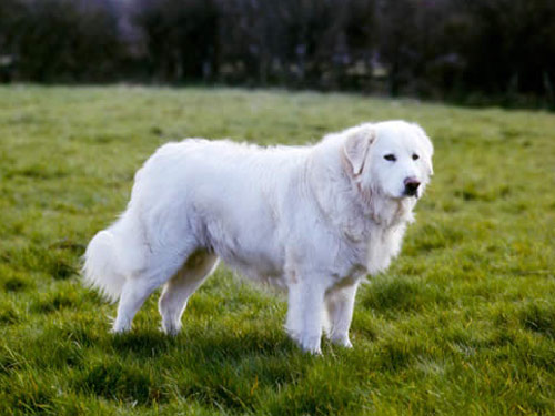 Maremma Sheepdog dog