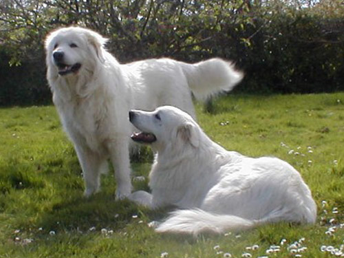 Maremma Sheepdog dog pictures