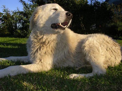 Maremma Sheepdog dog