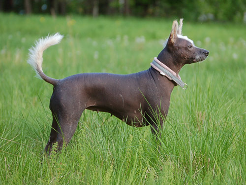 Mexican Hairless  dog
