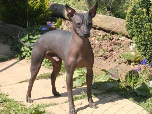 Mexican Hairless  dog
