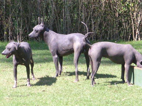 Mexican Hairless  dog