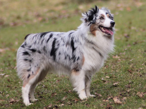 Miniature Australian Shepherd dog pictures