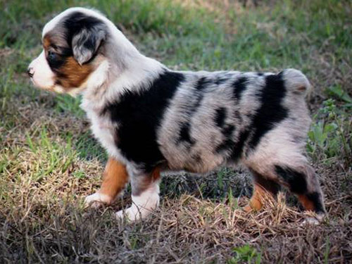 Miniature Australian Shepherd dog