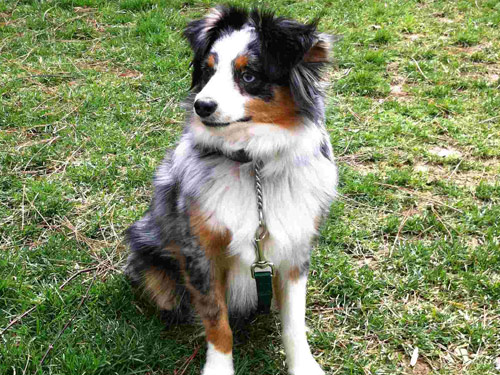 Miniature Australian Shepherd dog pictures