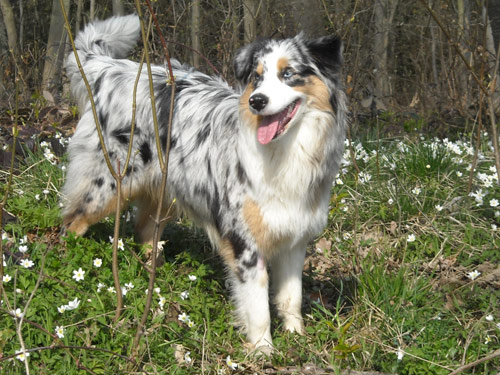 Miniature Australian Shepherd dog pictures