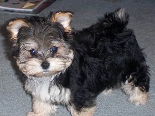 Morkie / Yorktese dog pictures