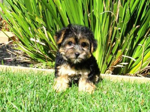 Morkie / Yorktese dog pictures