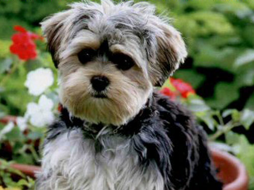 Morkie / Yorktese dog pictures