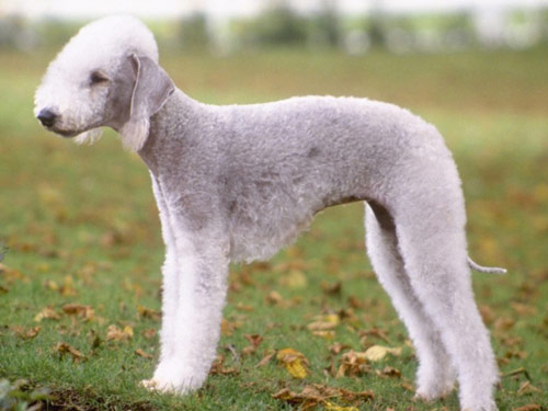 Bedlington Terrier dog pictures