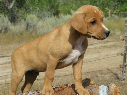 Mountain Cur dog pictures