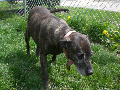 Mountain Cur dog pictures