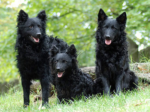 Mudi dog pictures