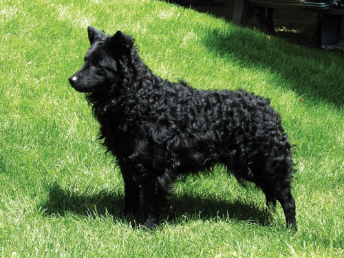 Mudi dog pictures