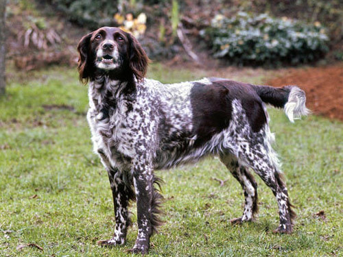 Munsterlander dog