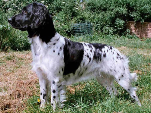 Munsterlander dog