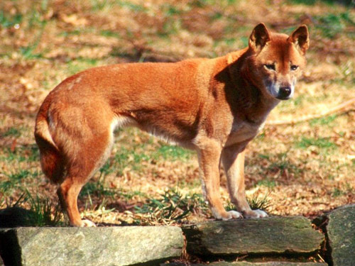 New Guinea Singing  dog