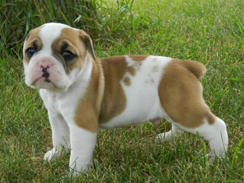 Olde English Bulldogge dog
