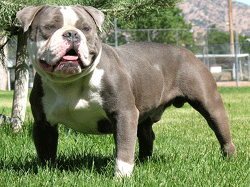 Olde English Bulldogge dog