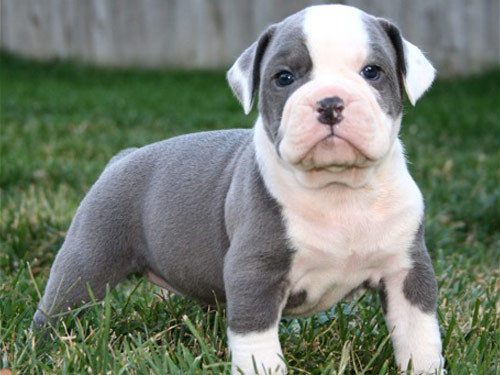 Olde English Bulldogge dog