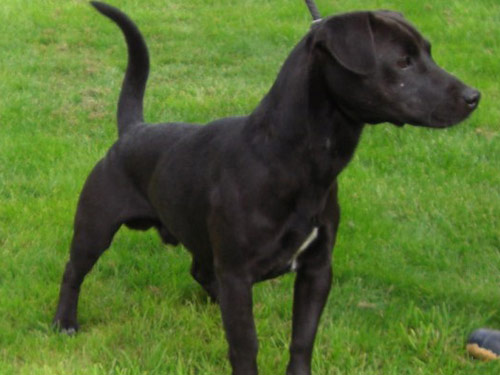 Patterdale Terrier (Fell Terrier) dog
