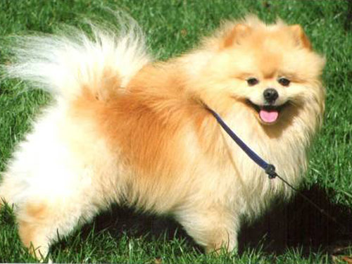 Peek-A-Pom dog