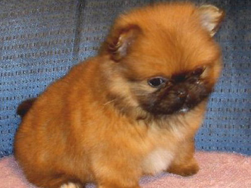 Peek-A-Pom dog pictures