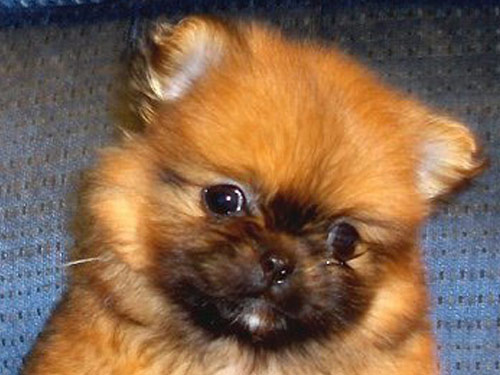 Peek-A-Pom dog pictures