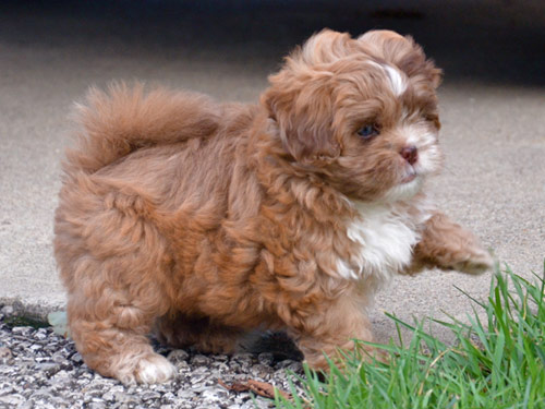 Pekepoo dog pictures