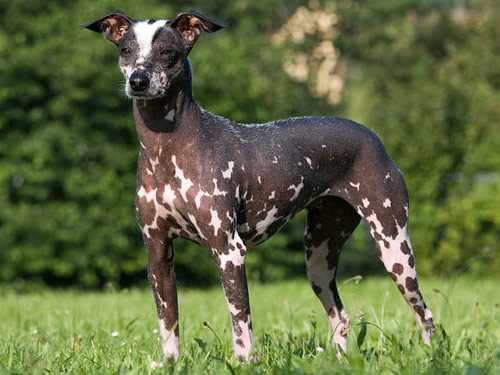 Peruvian Inca Orchid dog