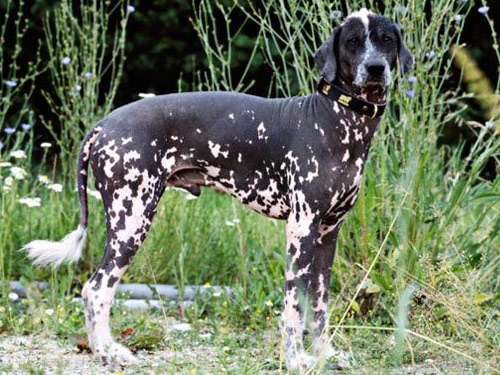 Peruvian Inca Orchid dog pictures