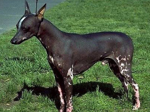 Peruvian Inca Orchid dog pictures