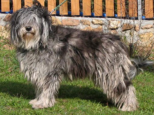 Polish Owczarek Nizinny dog pictures