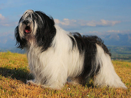 Polish Owczarek Nizinny dog pictures
