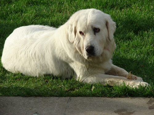 Polish Tatra Sheepdog dog