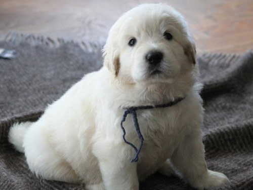 Polish Tatra Sheepdog dog